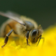 Illustration for article titled Behold the terrifying bite of a honeybee... wait, bite!?